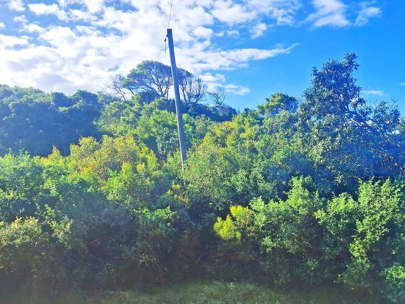A view of a densely vegetated residential plot featuring native trees and shrubs with an existing utility pole on site.