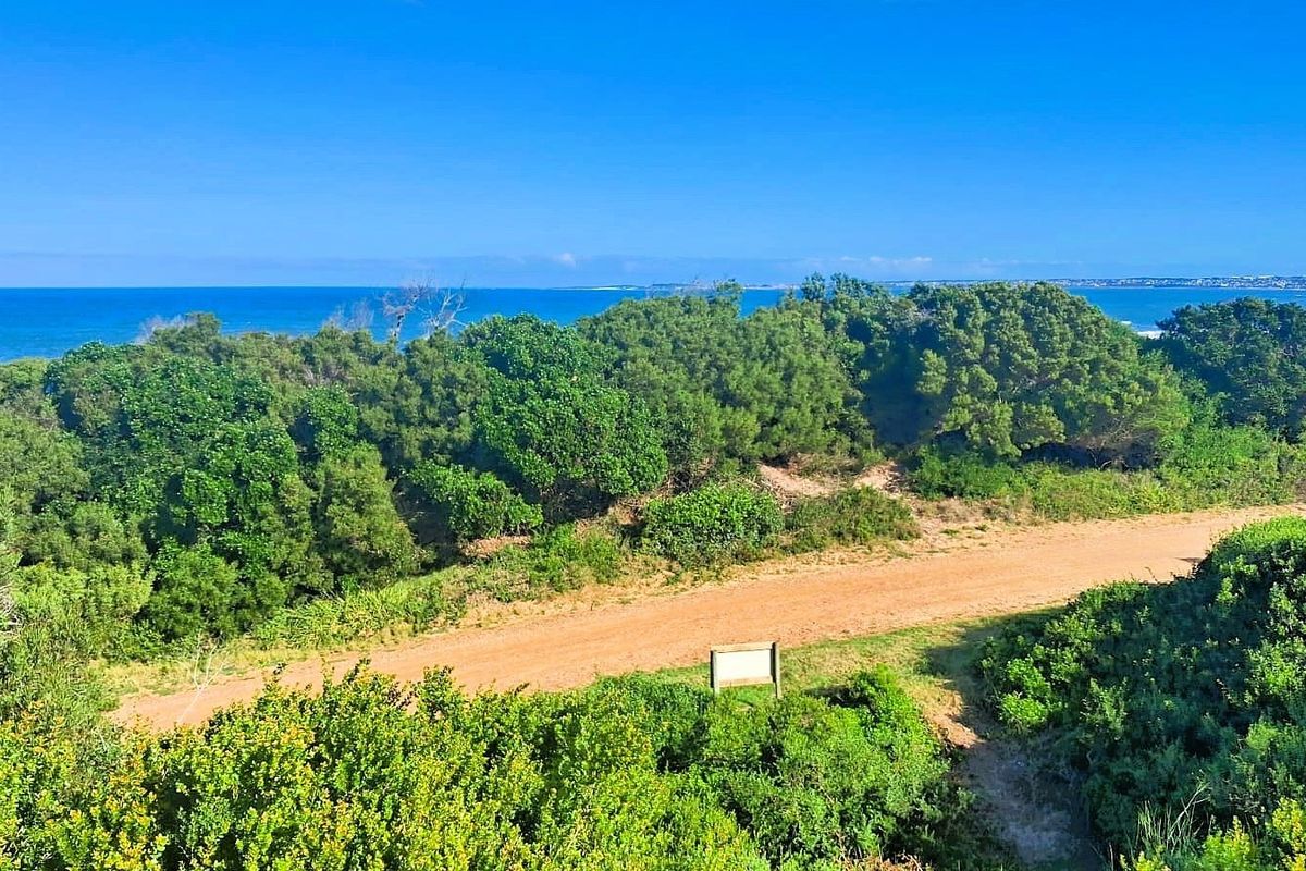 A scenic elevated view of the coastal landscape featuring native vegetation and a dirt access path leading toward the ocean.