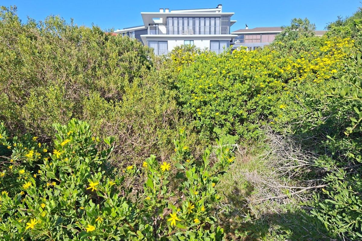 A view of a modern residential property partially obscured by dense, flowering native coastal vegetation.