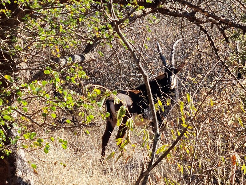 Exclusive 685 ha Game and Cattle Farm for Sale  Vivo, Limpopo, South Africa - Photo 1