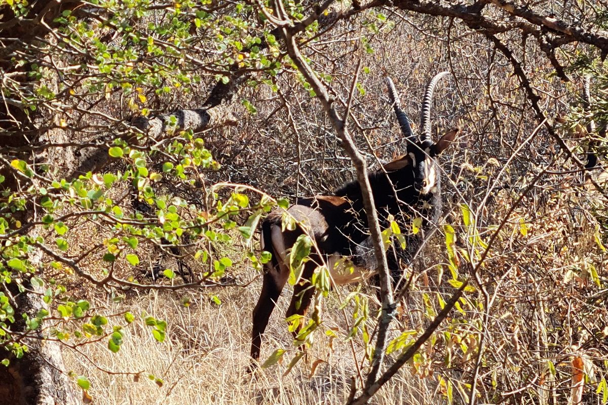 A view of wildlife within the natural bushveld environment on the farm property.