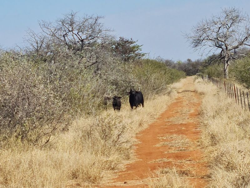 Exclusive 685 ha Game and Cattle Farm for Sale  Vivo, Limpopo, South Africa - Photo 2