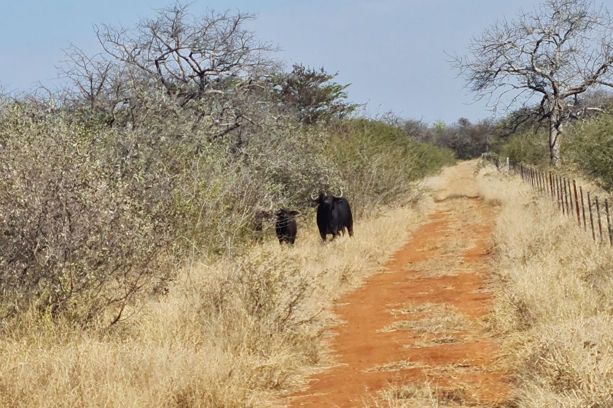 A scenic view of a dirt farm road bordered by natural bushveld vegetation and wire fencing on a rural property.