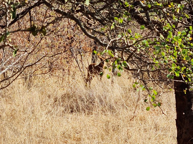 Exclusive 685 ha Game and Cattle Farm for Sale  Vivo, Limpopo, South Africa - Photo 3