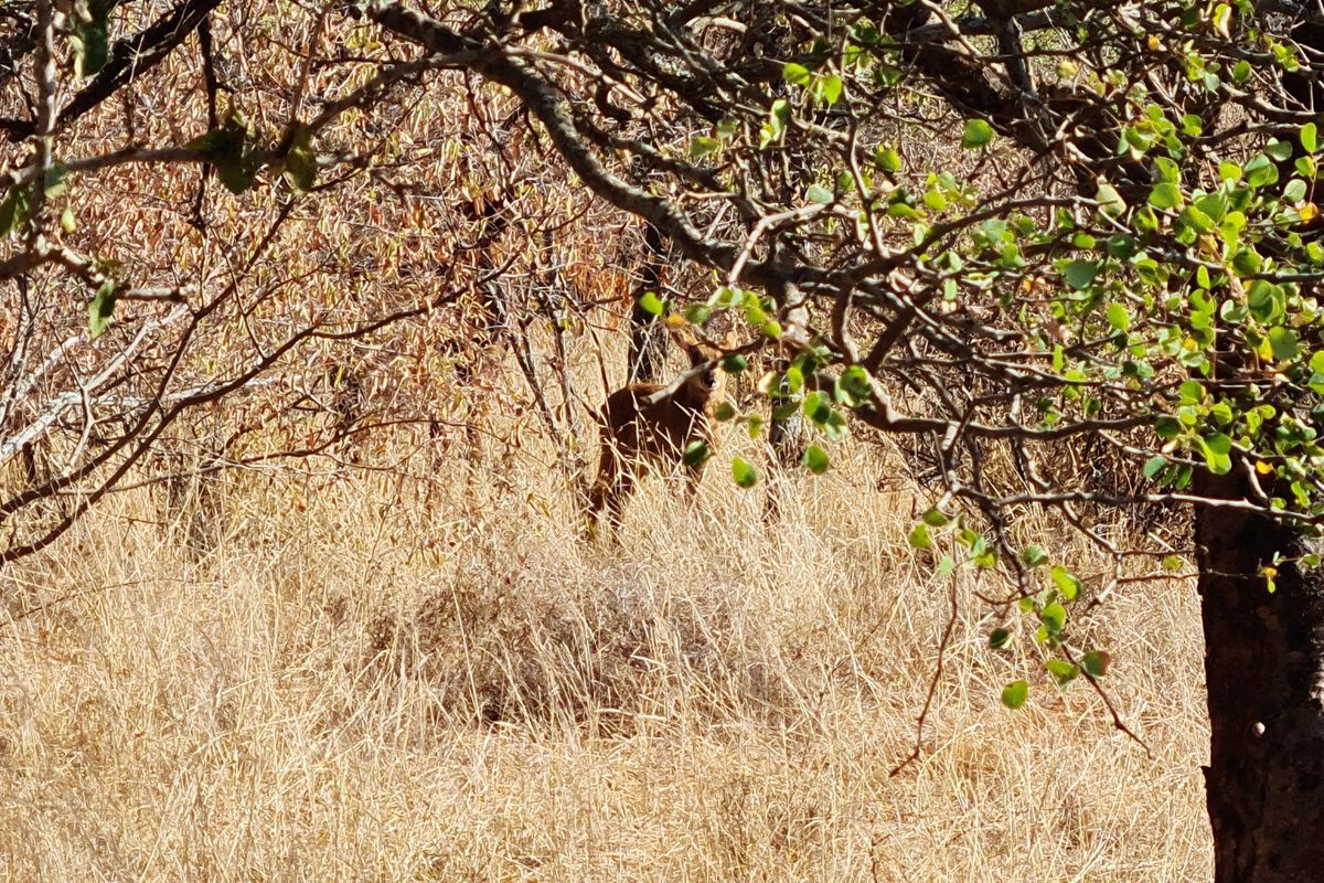 A view of the natural bushveld and dry grass landscape on the farm property.
