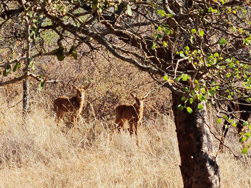 Exclusive 685 ha Game and Cattle Farm for Sale  Vivo, Limpopo, South Africa - Photo 4