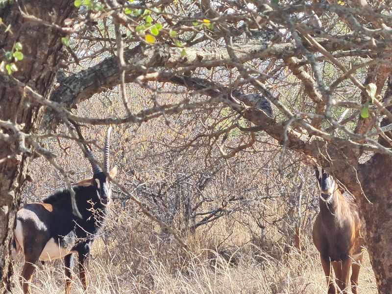 Exclusive 685 ha Game and Cattle Farm for Sale  Vivo, Limpopo, South Africa - Photo 5