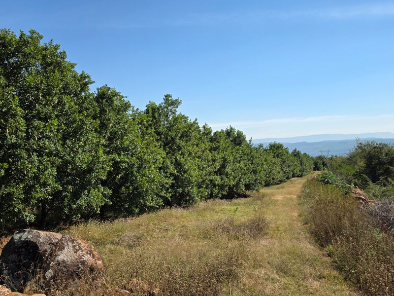 A scenic view of a well-maintained orchard on the farm property, featuring rows of mature trees and expansive rural landscape.