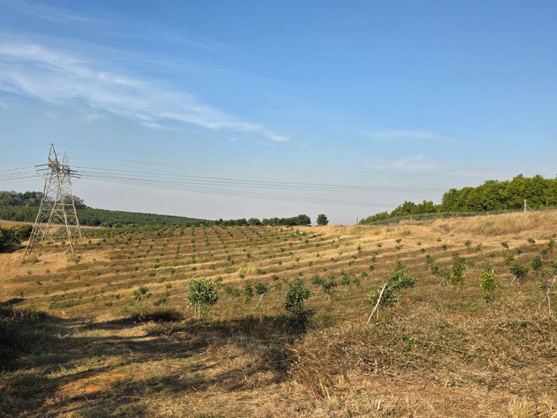 A wide-angle view of a rural farm landscape featuring young orchard trees planted in rows and overhead power lines crossing the property.