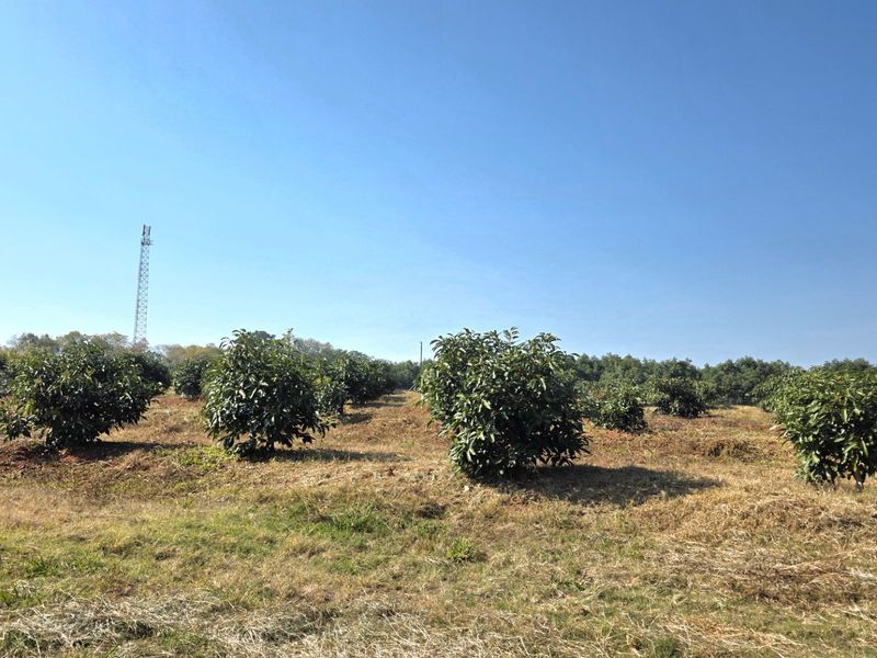 A view of an established orchard on the farm property, featuring rows of mature fruit trees set within a large open field.