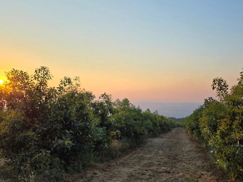 A scenic view of an established orchard at sunset, showcasing the property's agricultural landscape and natural surroundings.