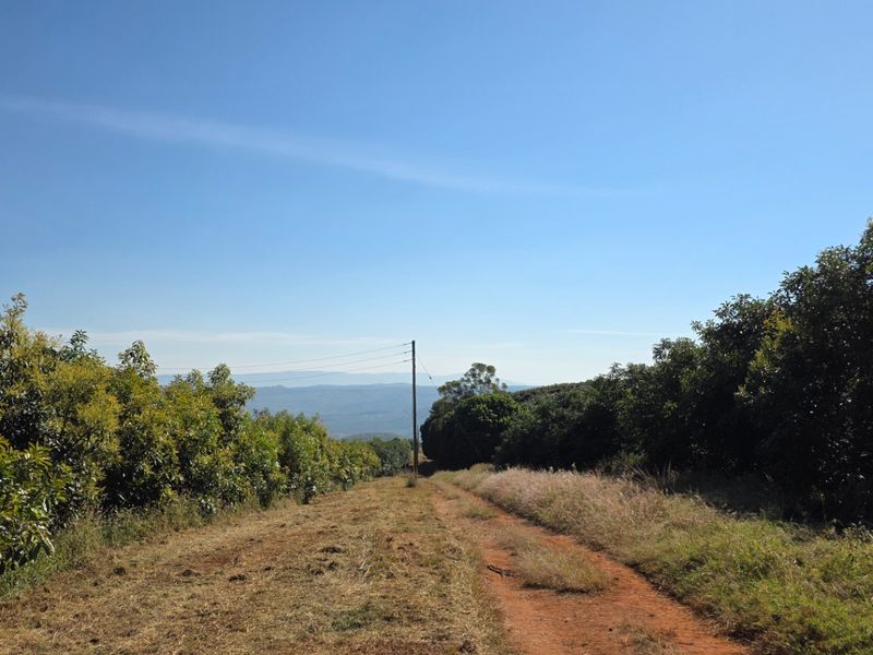 A scenic view of a dirt farm road leading through an orchard with distant mountain vistas under a clear blue sky.
