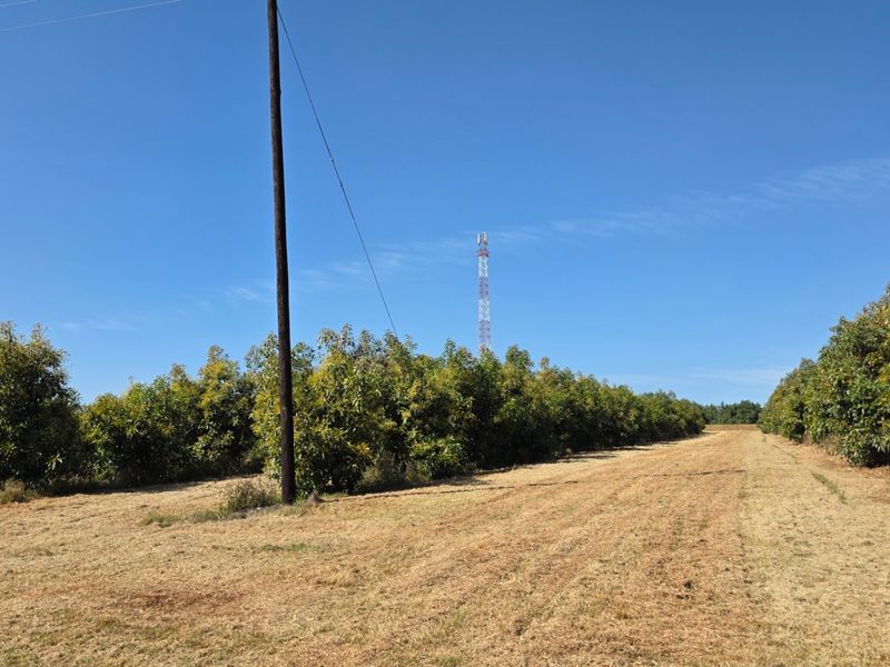 A view of an agricultural orchard on the farm property with a utility pole and clear sky.