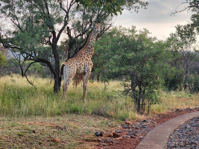 A scenic view of a natural residential plot featuring indigenous trees, native grassland, and a paved pathway.