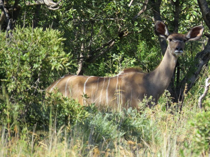 A photograph of wildlife in a natural bushveld setting, not depicting any property infrastructure or real estate features.