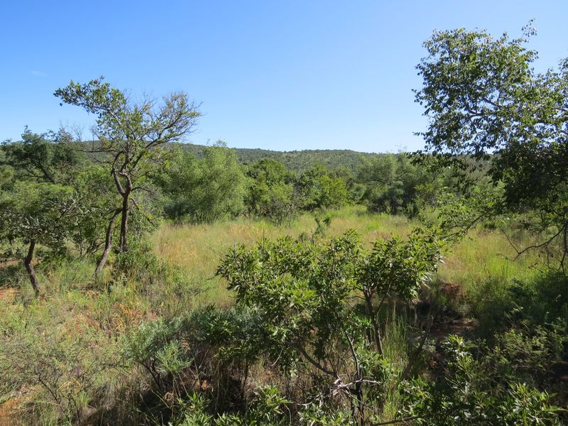 A view of the natural, undeveloped landscape featuring indigenous trees and native grasses on this residential vacant land plot.