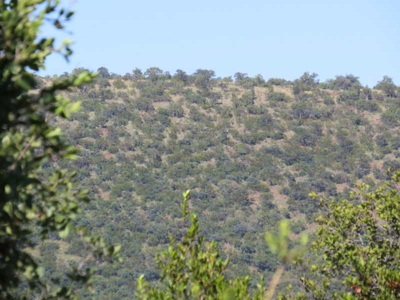 A scenic view of a natural, tree-covered hillside landscape, showcasing the property's surrounding environment.