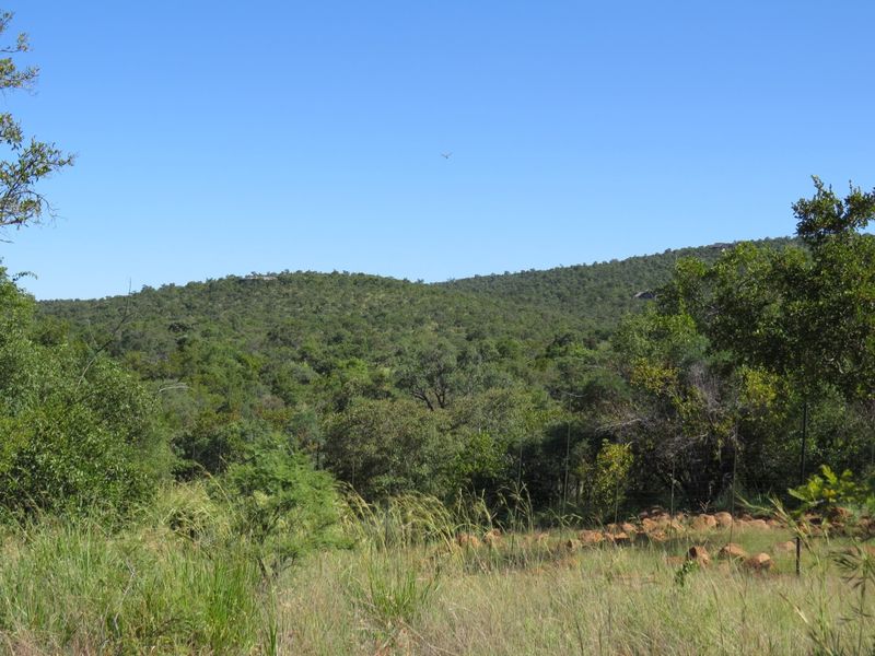 A scenic view of the natural landscape featuring dense indigenous vegetation and rocky terrain under a clear blue sky.