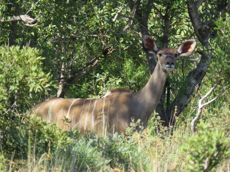 A view of local wildlife within the natural vegetation on the vacant residential property.