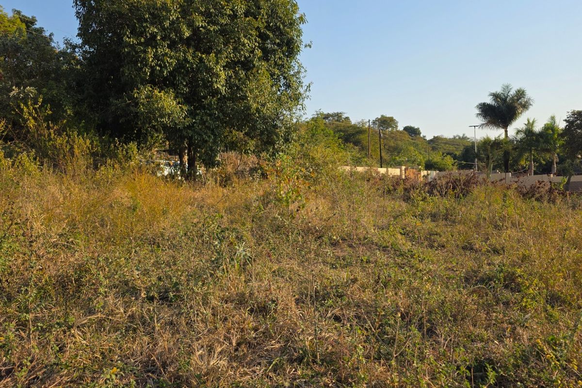 A view of a vacant residential plot featuring mature trees and natural vegetation, offering a blank canvas for future development.