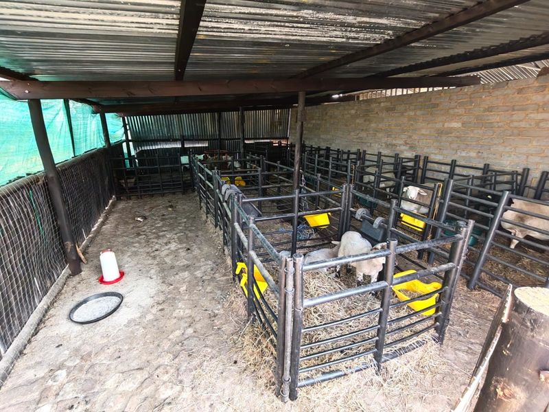 A functional livestock enclosure featuring a corrugated iron roof, brick walling, and partitioned metal fencing for animal management.