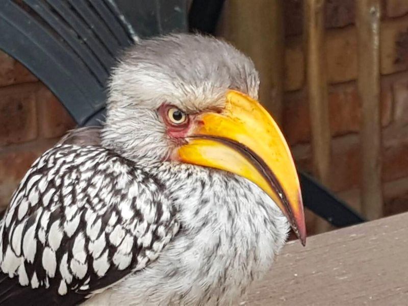 A close-up photograph of a bird, with a brick wall visible in the background.