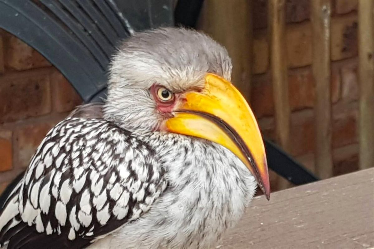 A close-up photograph of a bird, with a brick wall visible in the background.