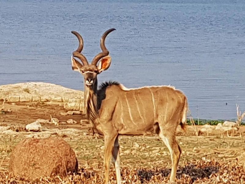 A view of the natural landscape featuring a kudu on the property grounds near the water.