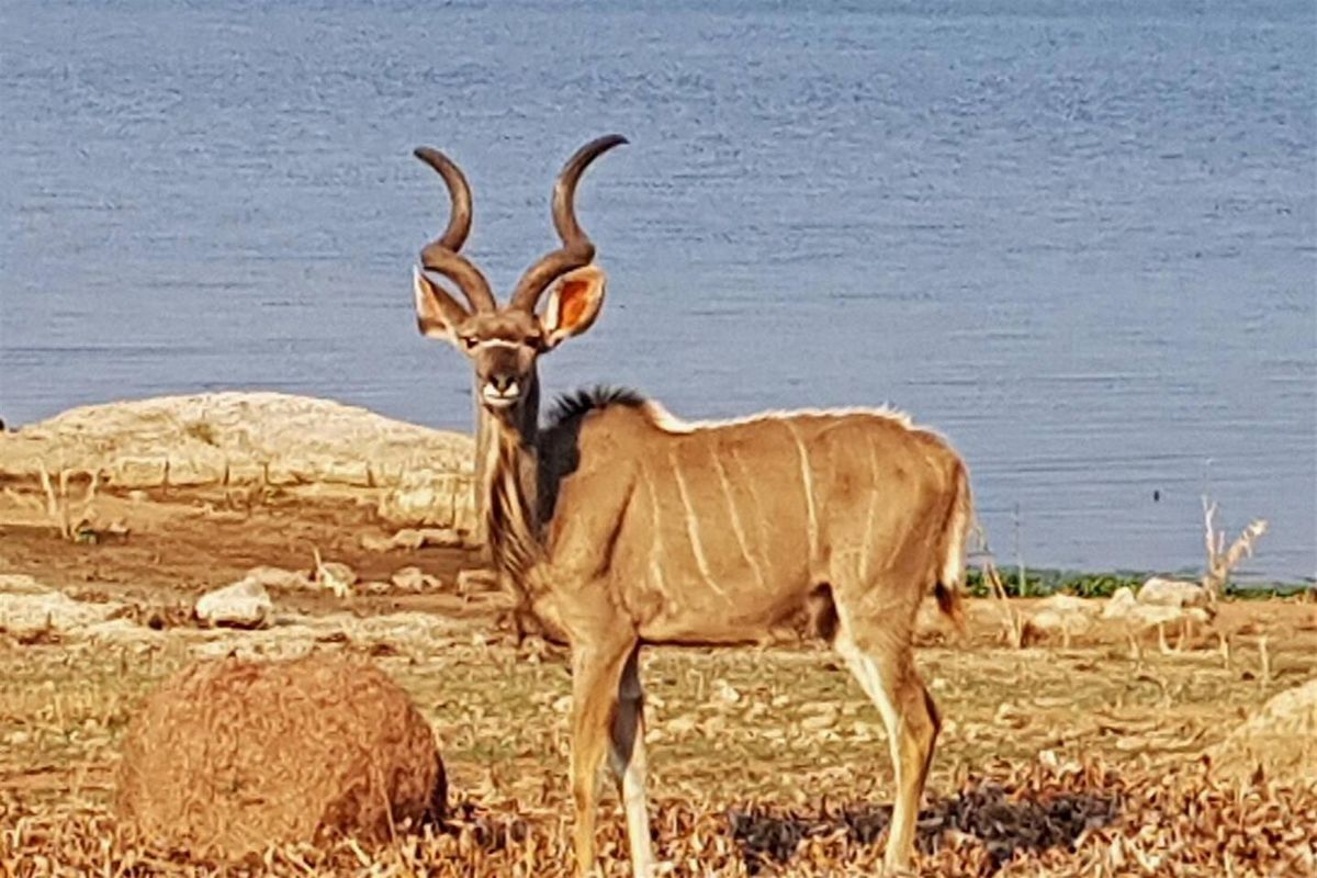 A view of the natural landscape featuring a kudu on the property grounds near the water.