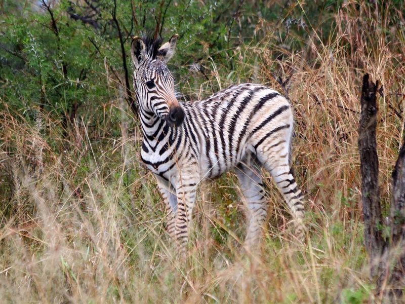 A photograph of a zebra in a natural, undeveloped field setting.