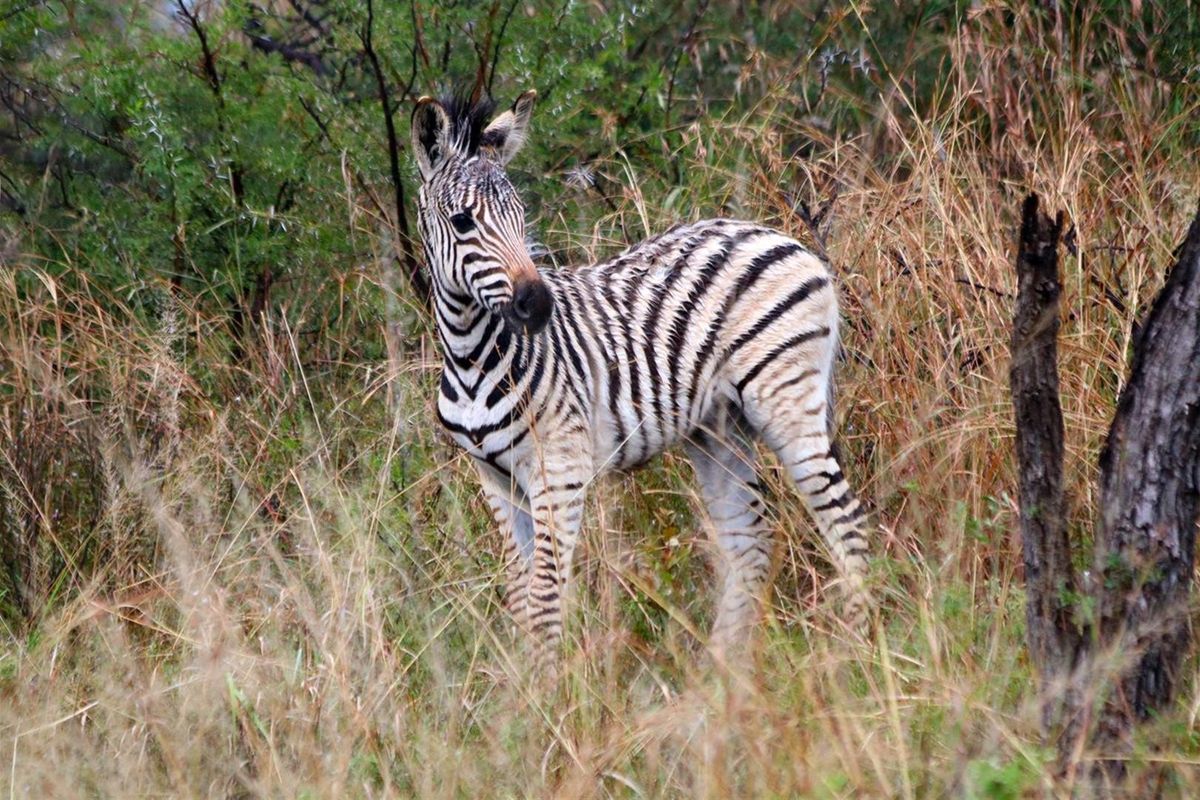 A photograph of a zebra in a natural, undeveloped field setting.
