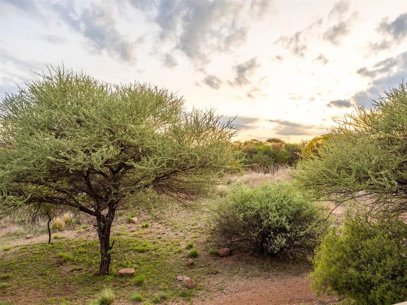 A view of the natural, undeveloped residential land featuring native trees and shrubs under a sunset sky.