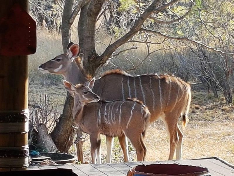 A view from a wooden deck overlooking natural bushveld with wildlife present on the property.