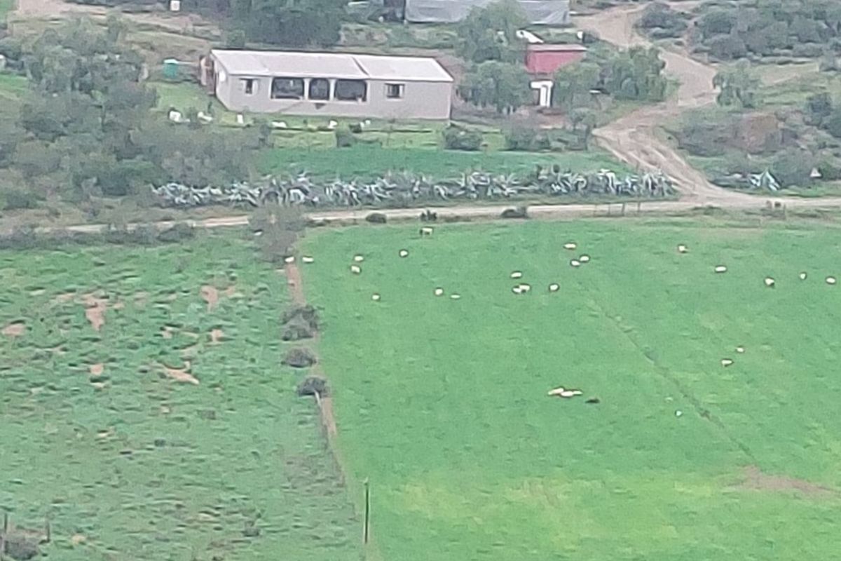 An aerial view of the farm property featuring agricultural buildings, grazing pastures, and surrounding rural landscape.