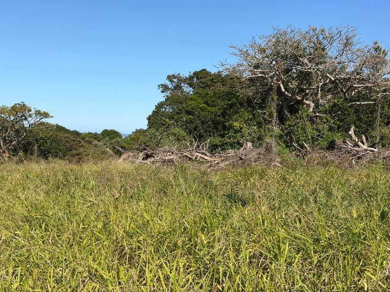 A view of a vacant residential plot featuring natural vegetation, tall grasses, and mature trees, offering a peaceful and undeveloped landscape.