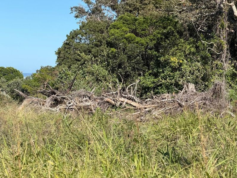 A view of the vacant residential land featuring dense native vegetation, mature trees, and natural ground cover.