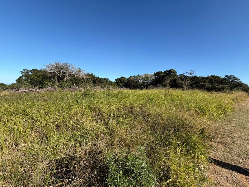A view of a vacant residential plot featuring natural grass and surrounding mature trees under a clear blue sky.