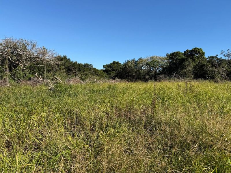A view of a vacant residential plot featuring natural tall grasses and mature trees, offering a blank canvas for future development.