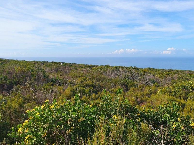 A scenic view of the coastal landscape featuring native vegetation and an expansive ocean horizon.
