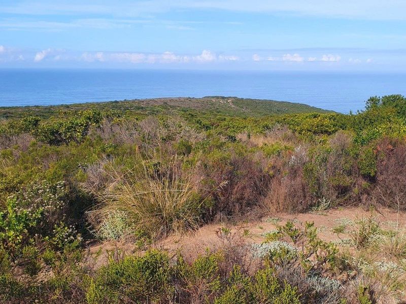 A scenic view of the coastal landscape featuring native vegetation and an expansive ocean horizon.