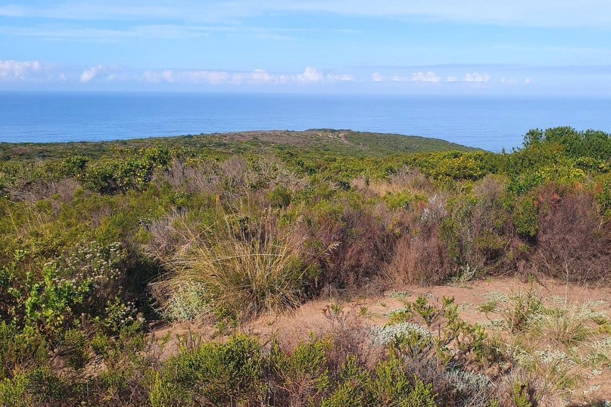 A scenic view of the coastal landscape featuring native vegetation and an expansive ocean horizon.