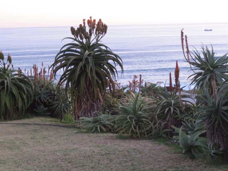 A scenic view of the ocean from a landscaped garden featuring mature aloe plants.