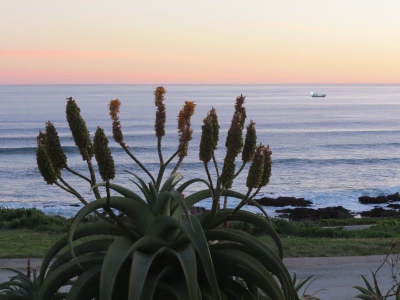 A scenic ocean view featuring coastal vegetation in the foreground, capturing the horizon at sunset.