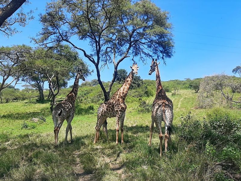 Farm For Sale in Umlaas Road Camperdown, KwaZulu Natal - Photo 2