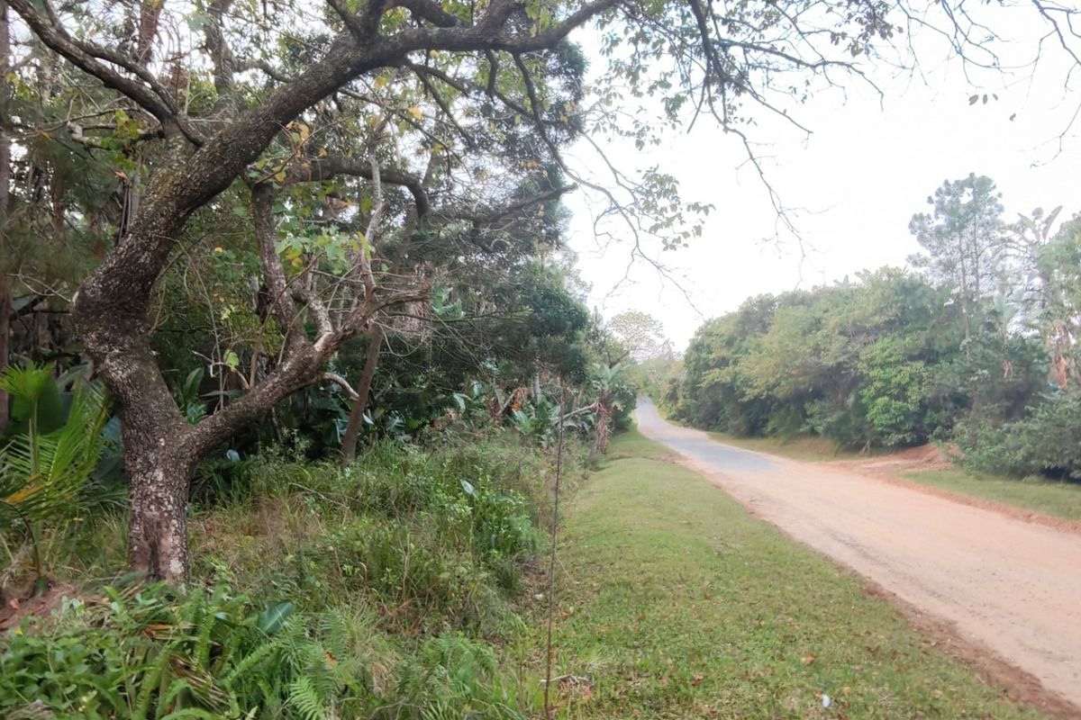 A view of an unpaved road bordered by mature trees and natural vegetation, showcasing the rural access to the vacant land property.