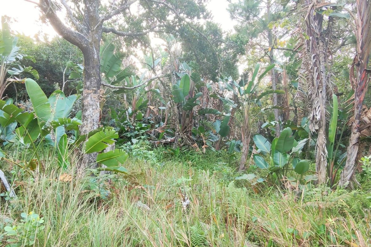 A view of the densely vegetated, undeveloped residential land featuring mature trees and natural indigenous growth.