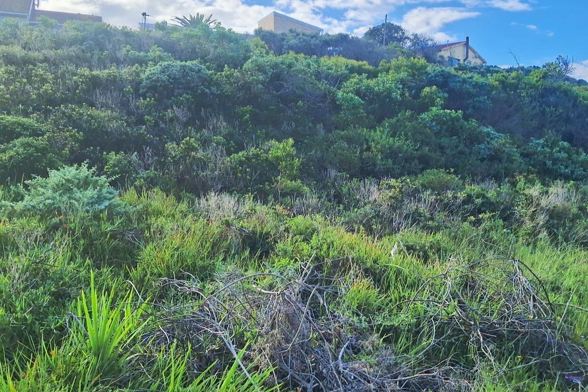 A view of the sloped, undeveloped residential land covered in dense native vegetation and natural shrubbery.