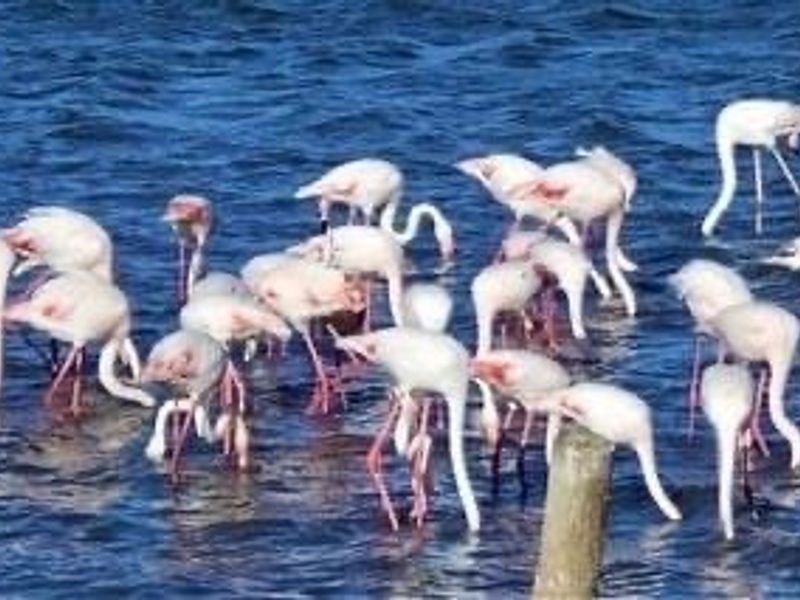 A photograph of a flock of flamingos in a body of water, which does not depict any residential property features or land infrastructure.