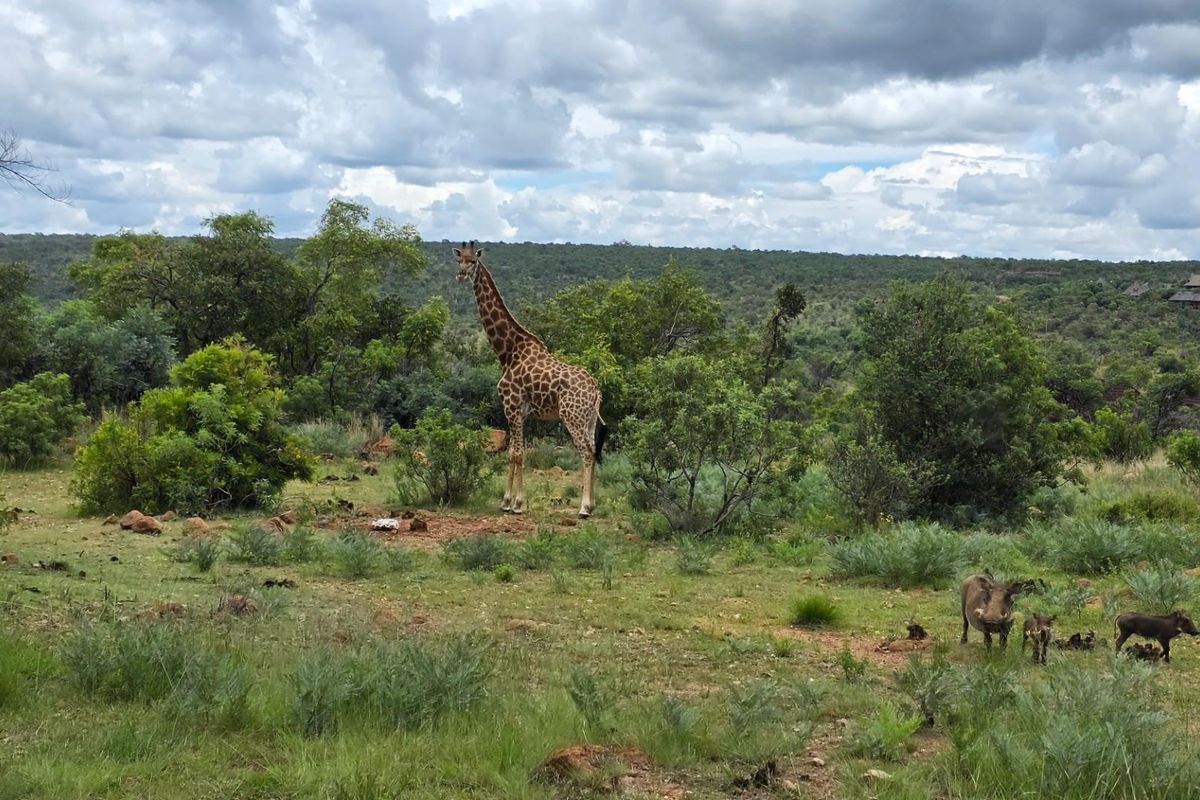 Private Lodge in Mabalingwe Nature Reserve - A Big 5 Lodge of Peace and Tranquillity - Photo 3