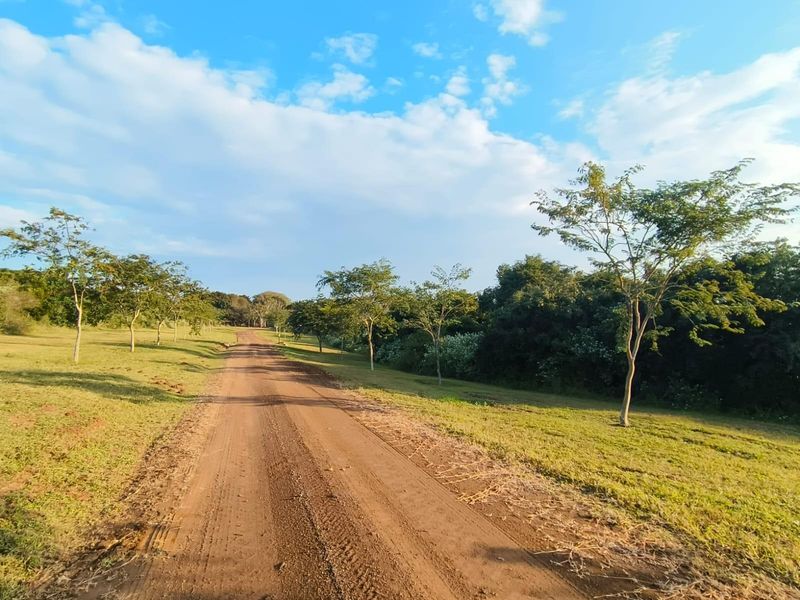 A view of a dirt access road winding through a vacant residential plot with established trees and open grassy areas.